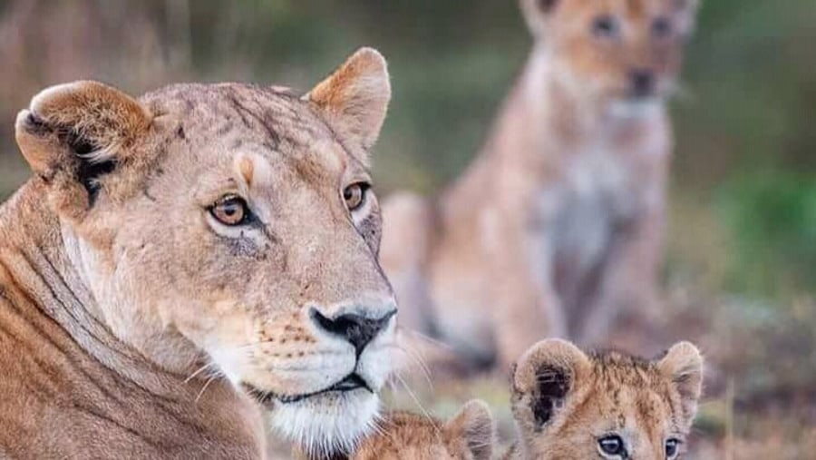 Lion in Lake Manyara National Park