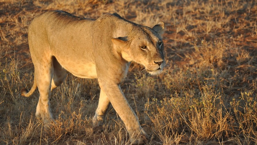 Lioness at Tsavo East National Park