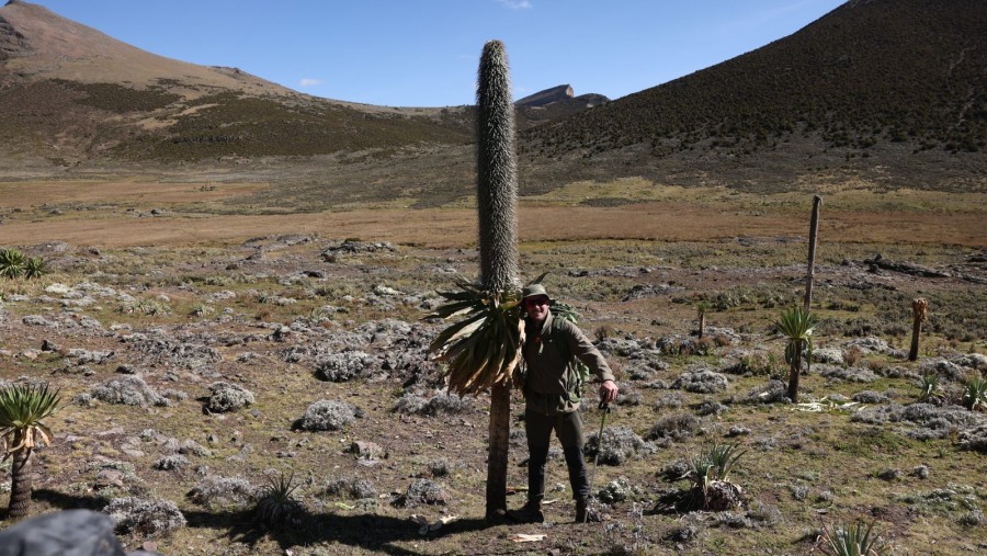 Photo from trekking at the Bale Mountain