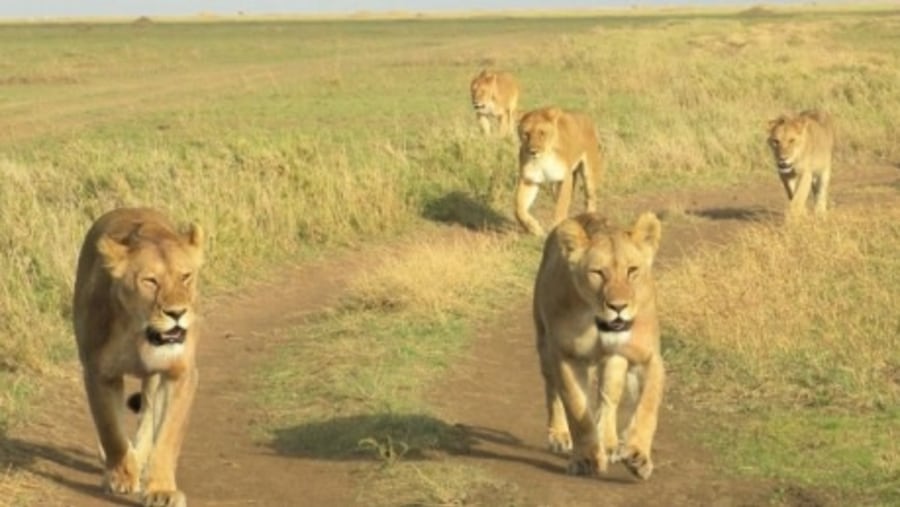 Lionesses out on a hunt at Serengeti