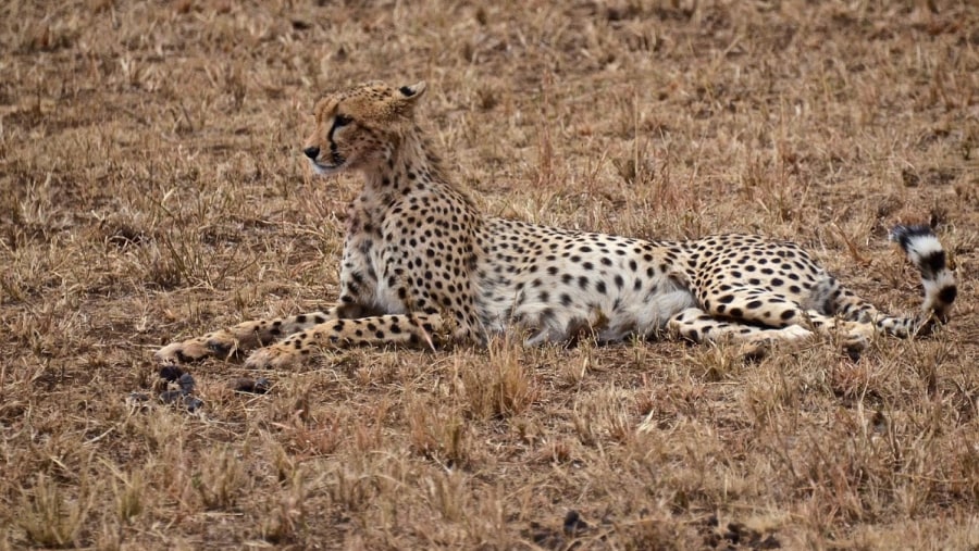 Cheetah at Serengeti National Park