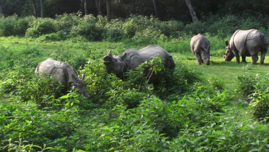 Rhinos at Chitwan National Park