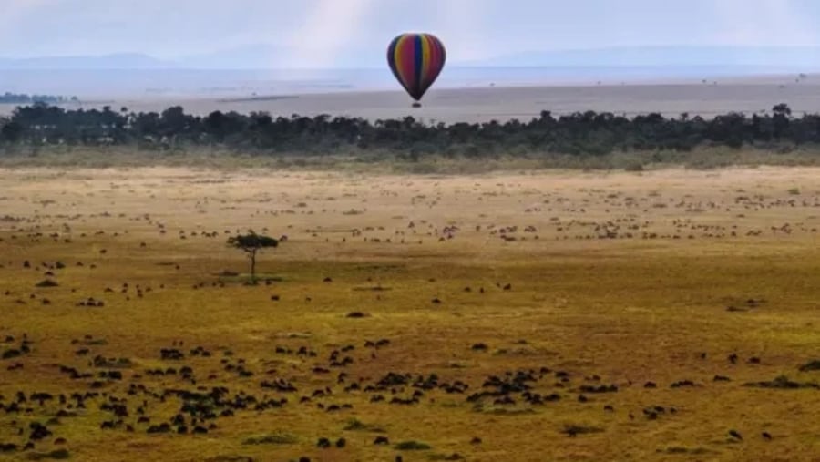 Masai Mara - Balloon Safari Aloft!