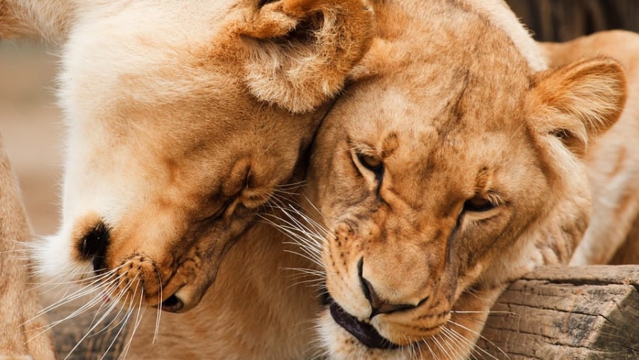 Spot lions in the Lion & Safari Park