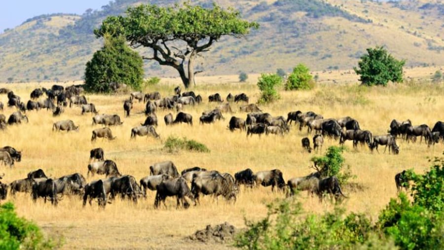 Wildebeests Grazing at Tarangire National Park