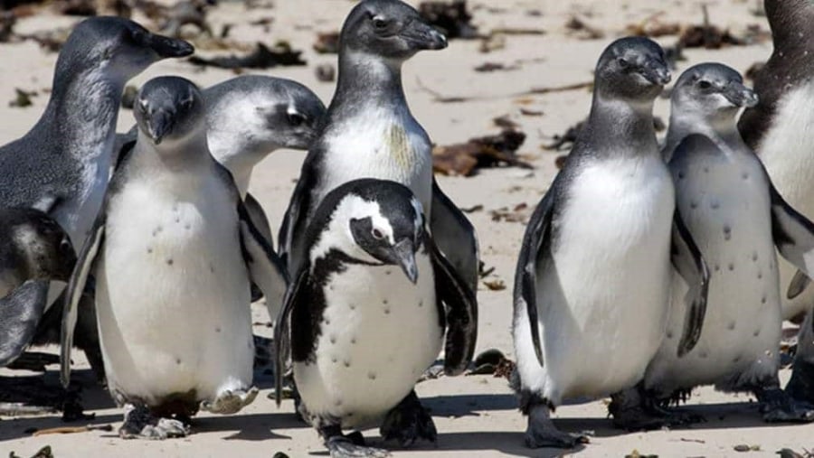 South Africa Penguins