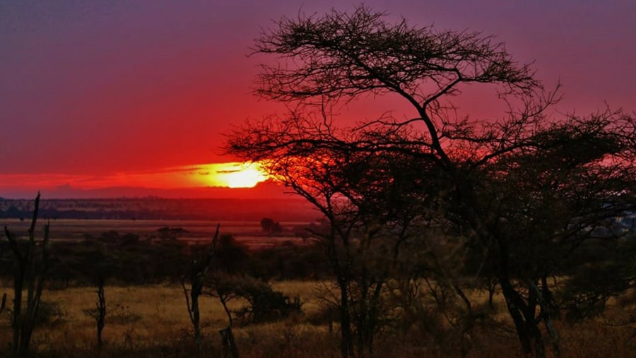 Marvel at the stunning scenic views of the Serengeti National Park