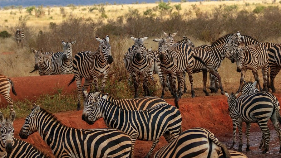 Explore Kenya's wonderful wildlife