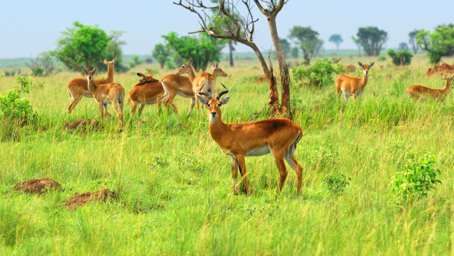 Murchison Falls National Park