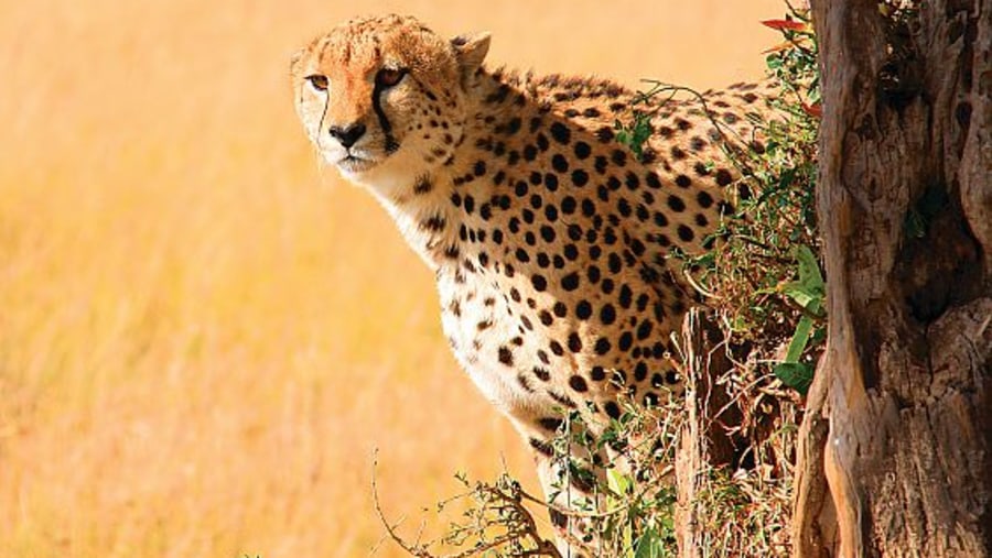 A Cheetah At Masai Mara Game Reserve