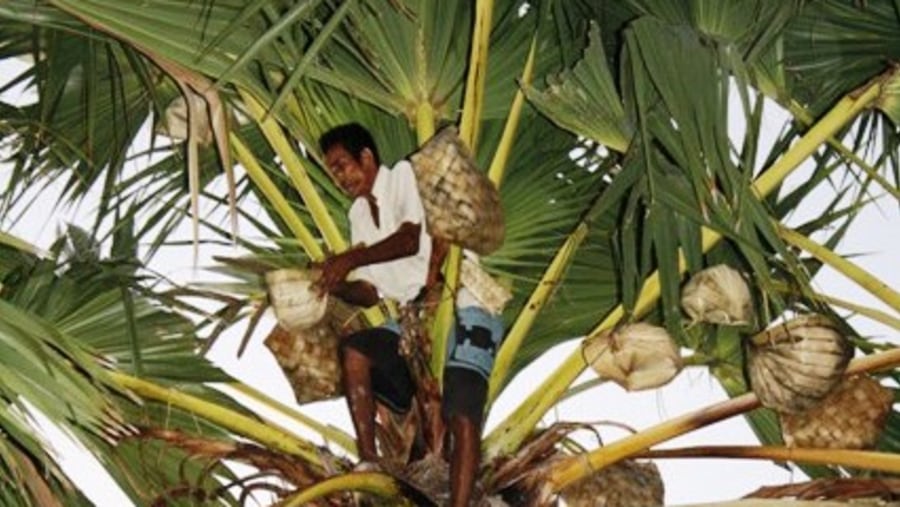 The process of taping palm sap to make Arak