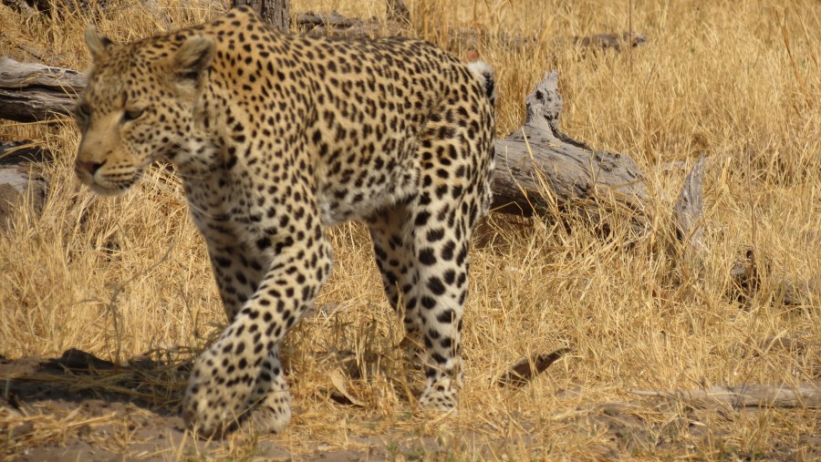 Leopard in Central Kalahari