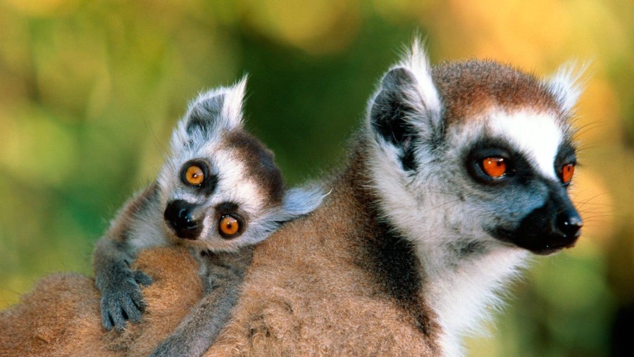 Lemurs in Andasibe-Mantadia National Park