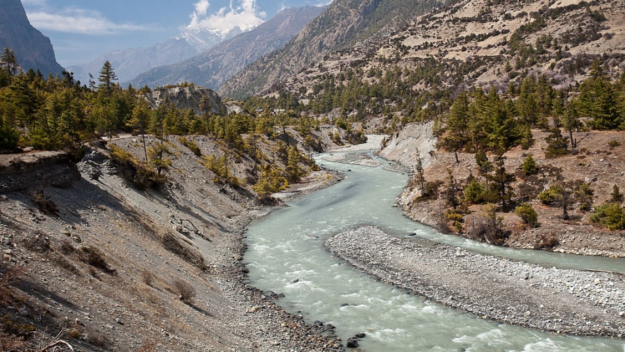 Juniper trees in the Marshyangdi Valley