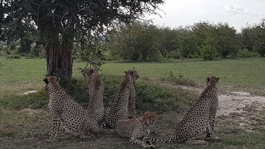 Cheetahs of Masai Mara, Kenya