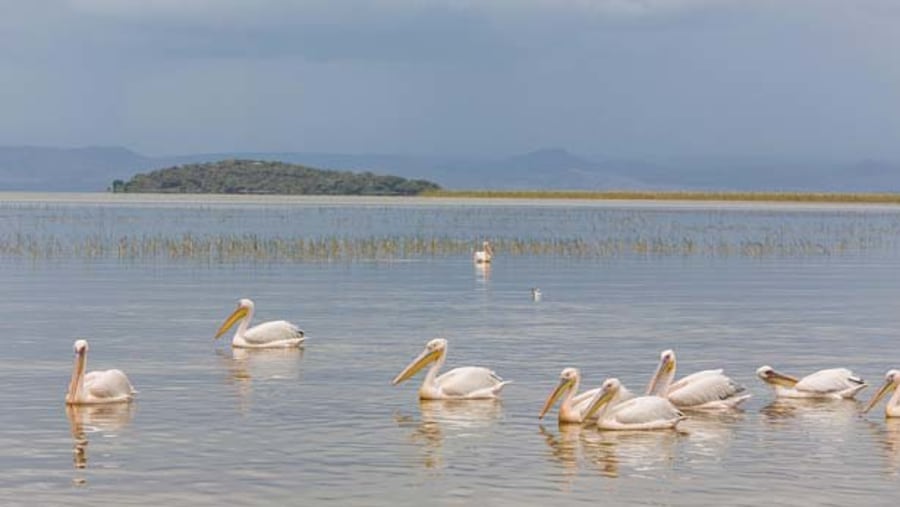 Birds Swimming on Ziway Lake