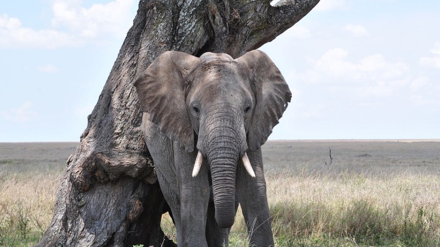 Elephants at the Serengeti National Park