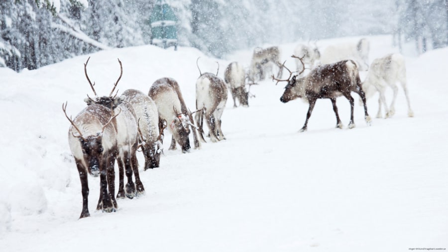 Admire the Reindeers in the snow