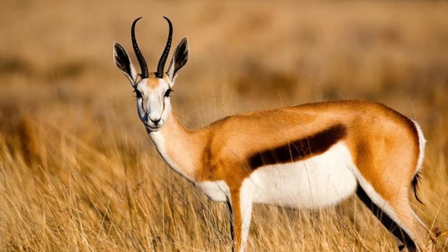 Antelope