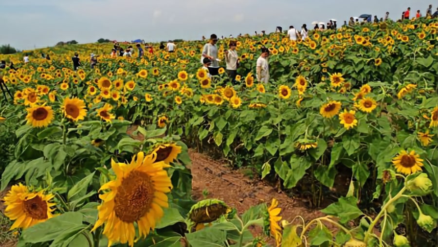 Sunflower Field