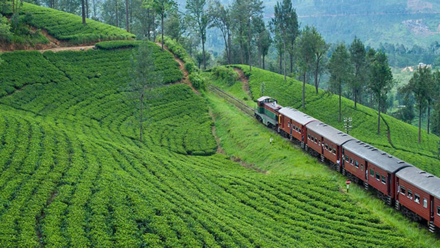 Tea Plantation