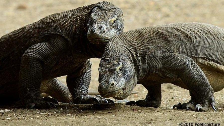 Komodo Dragon