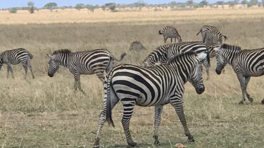 Spot Zebras near Lake Manyara National Park