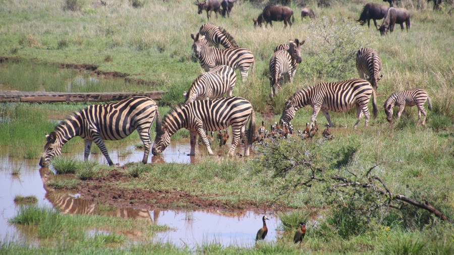 Lake Mburo National Park