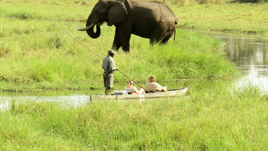 Elephant At Moremi Game Reserve