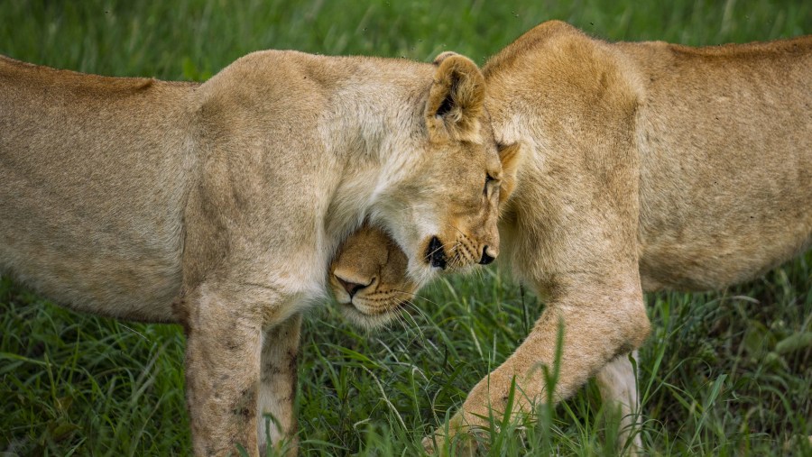 Admire the wildlife on this safari in Serengeti National Park