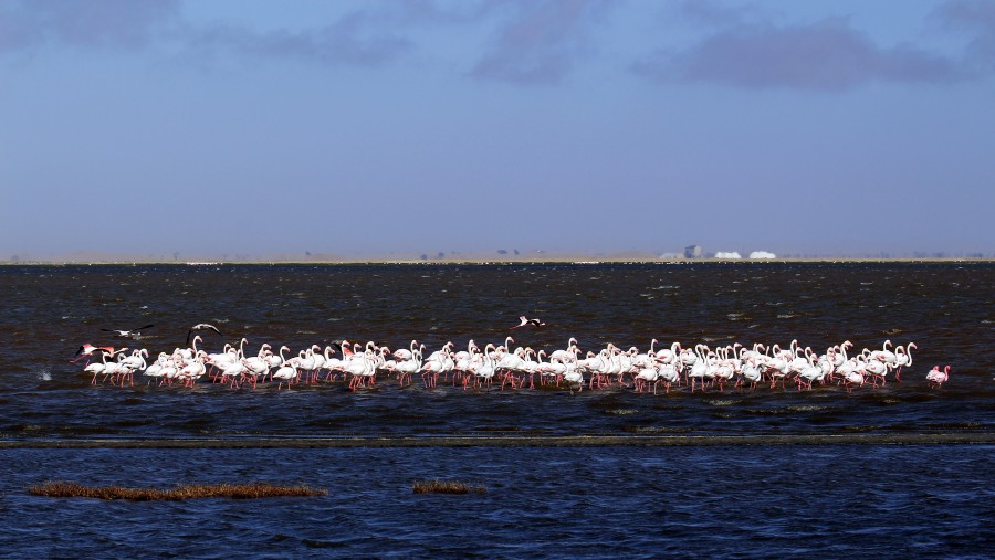 Flamingoes