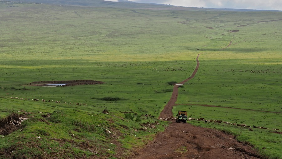 Tanzanian Safari