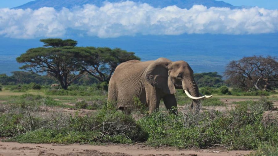 Elephant in Masai Mara