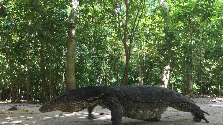 Monitor Lizards