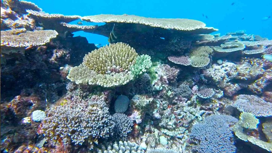 Explore Pristine reef underwater