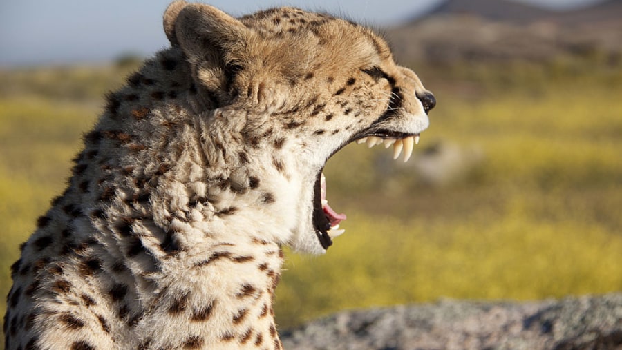 Female cheetah in Serengeti National Park