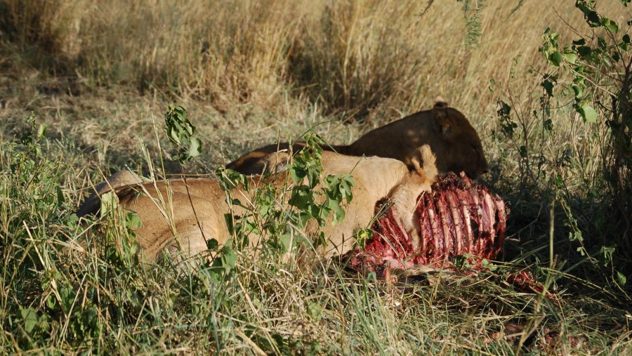 Lionesses with her meal