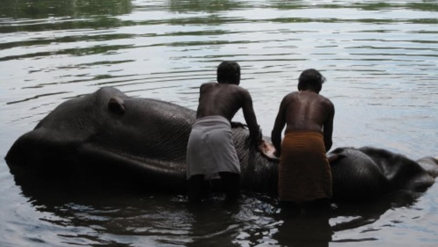 Elephant rehabilitation center in Kottur