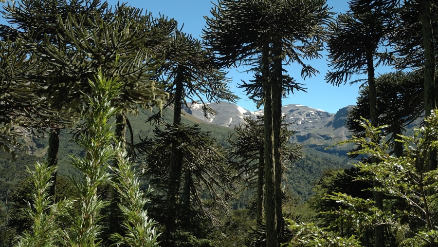 Admire Araucaria trees with the peaks of Nevados de Sollipulli
