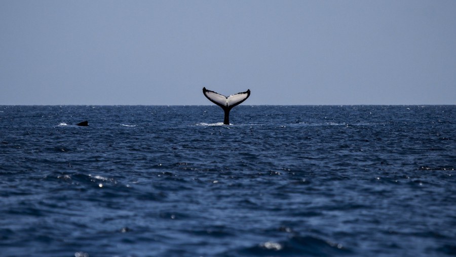 See Marine Mammals in the Azores