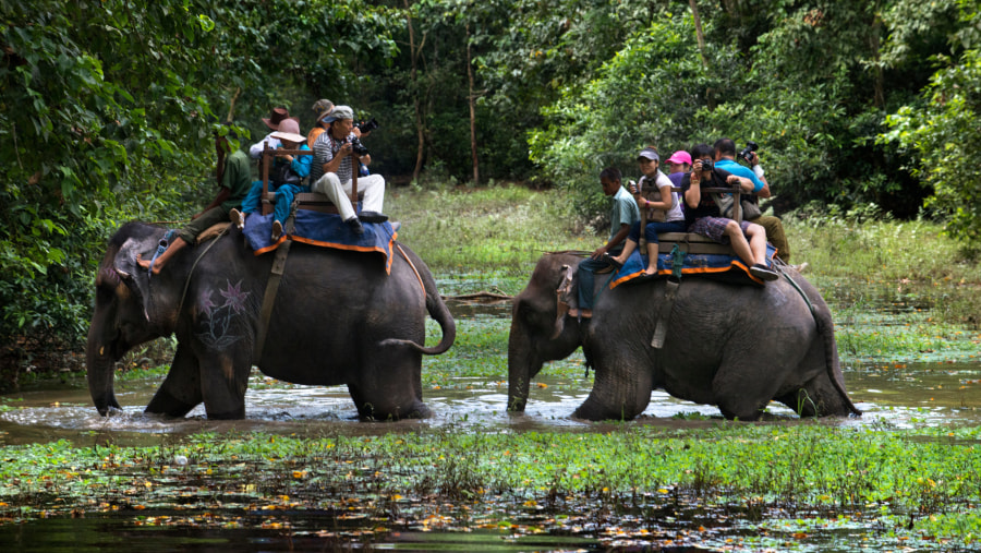 Elephant Safari