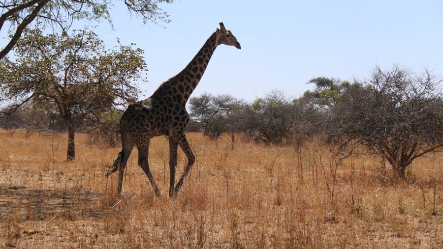 Giraffe at Chaminuka Nature Reserve