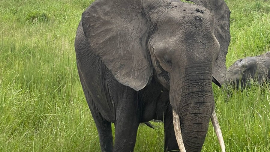 Elephant in the Mikumi National Park