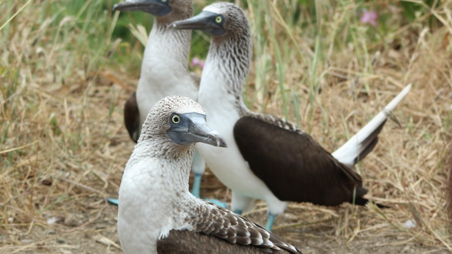  Blue footed booby on Isla de la Plata.