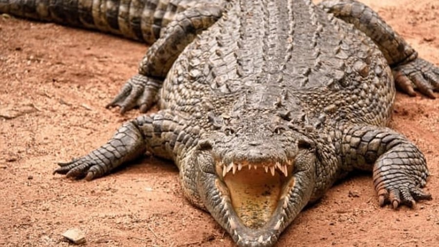 See crocodiles