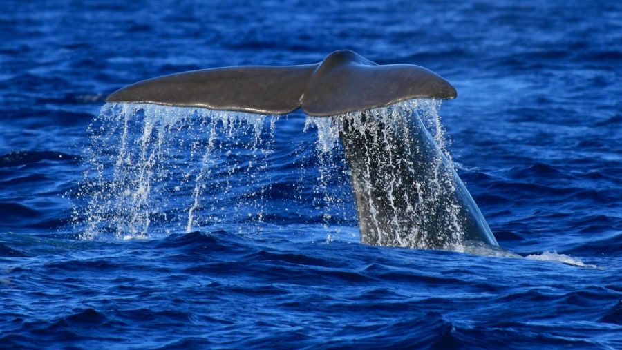 Spot Whales in the Azores