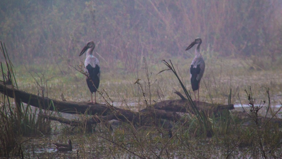 Black storks