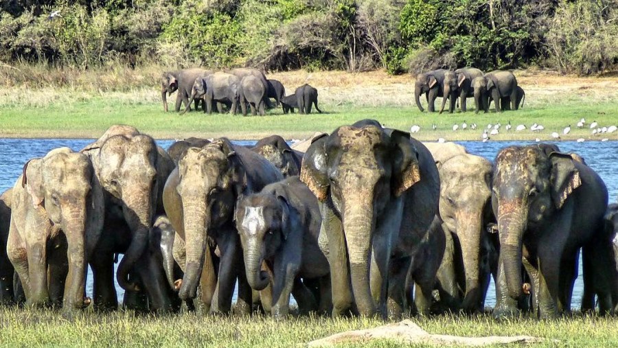 Elephants in Minneriya National Park