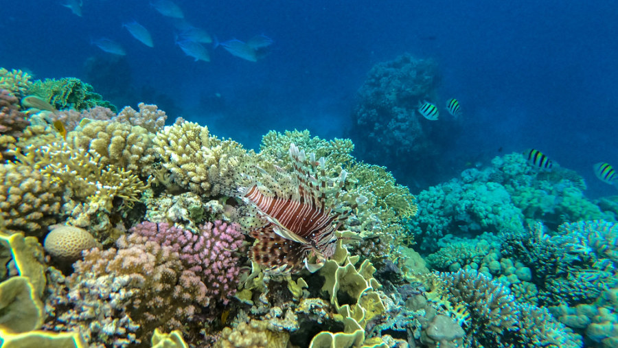 Coral Reef at Ras Mohamed National Park