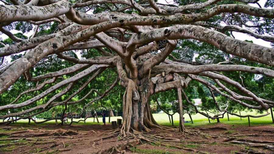 Tree in a garden